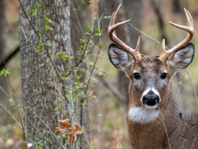 deer season